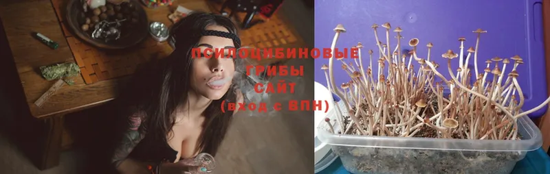 KRAKEN ССЫЛКА  Жуковка  Псилоцибиновые грибы Cubensis 